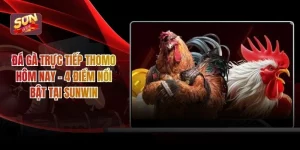 Đá Gà Trực Tiếp Thomo Hôm Nay – 4 Điểm Nổi Bật Tại Sunwin